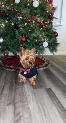 Lost Male Dog last seen Hwy 78, Summerville, SC 29483