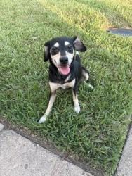 Found/Stray Female Dog last seen Near e rutledge ct, Houston, TX 77084