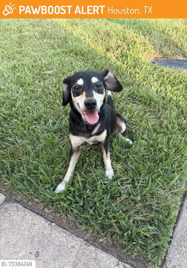 Found/Stray Female Dog last seen Near e rutledge ct, Houston, TX 77084