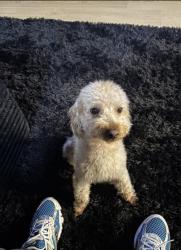 Reunited Male Dog last seen Mon View Heights apmts, West Mifflin, PA 15120