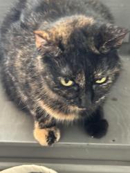 Lost Female Cat last seen Costco, Oxnard, CA 93036