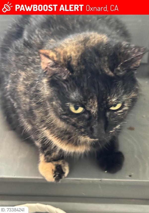 Lost Female Cat last seen Costco, Oxnard, CA 93036