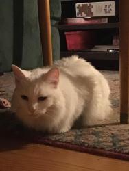 Lost Female Cat last seen North Spruce and West Platte AVE, Colorado Springs, CO 80905