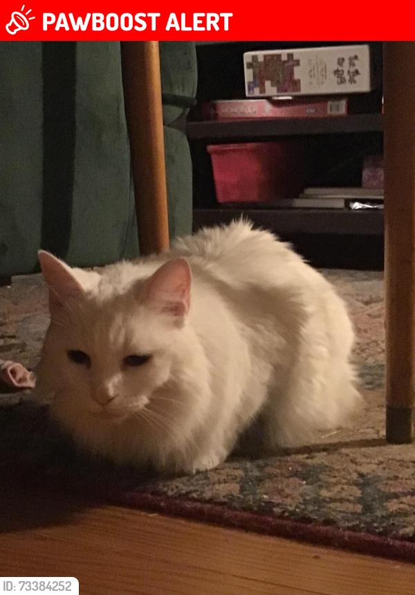 Lost Female Cat last seen North Spruce and West Platte AVE, Colorado Springs, CO 80905