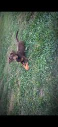Lost Male Dog last seen Smileys, Davidson County, NC 27292