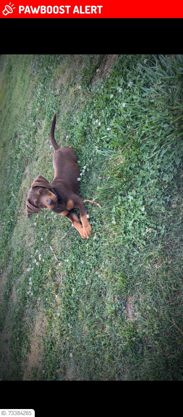 Lost Male Dog last seen Smileys, Davidson County, NC 27292