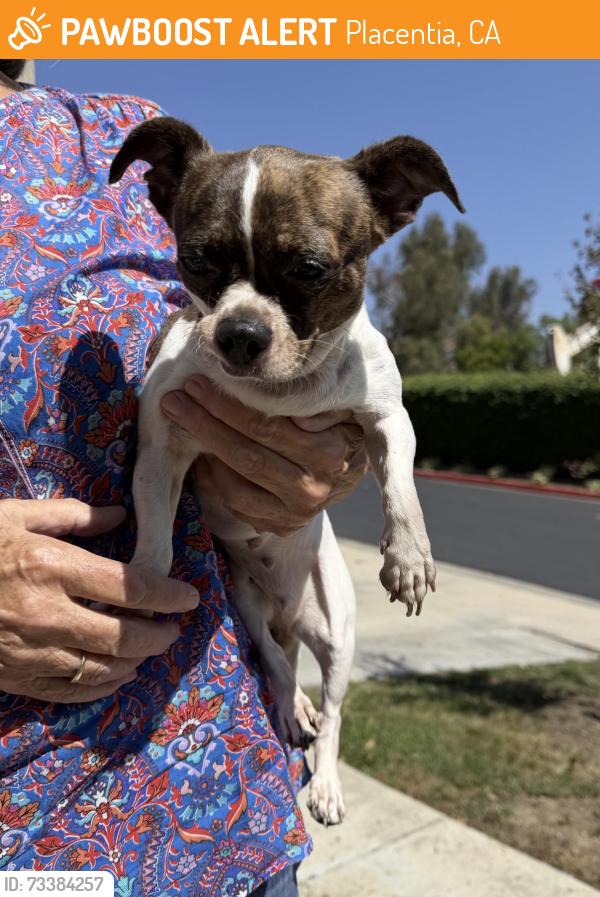 Found/Stray Female Dog last seen Altura neighborhood, nearest cross streets: Jefferson and Alta Vista, Placentia, CA 92870