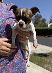 Found/Stray Female Dog last seen Altura neighborhood, nearest cross streets: Jefferson and Alta Vista, Placentia, CA 92870