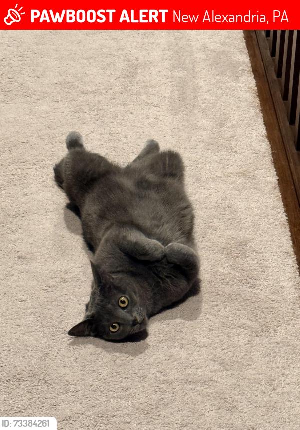 Lost Female Cat last seen Route 819, New Alexandria, PA 15670