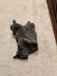 Lost Female Cat last seen Route 819, New Alexandria, PA 15670