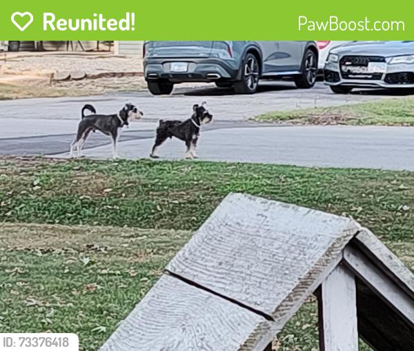 Reunited Male Dog last seen Near Sawyer Markham vfw, Markham, IL 60428