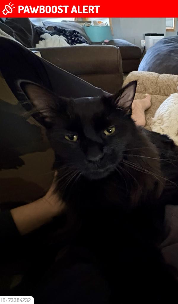 Lost Male Cat last seen 91st Ave way and MN-19 E, Cannon Falls Township, MN 55009
