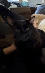 Lost Male Cat last seen 91st Ave way and MN-19 E, Cannon Falls Township, MN 55009