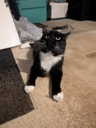 Found/Stray Female Cat last seen Markel Road, Rickmar Lane, Kelmar Ave, East Whiteland Township, PA 19355