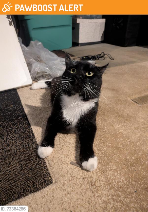 Found/Stray Female Cat last seen Markel Road, Rickmar Lane, Kelmar Ave, East Whiteland Township, PA 19355