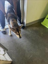 Shelter Stray Male Dog last seen , 1850 W 60th St, Los Angeles, CA 90047, USA
