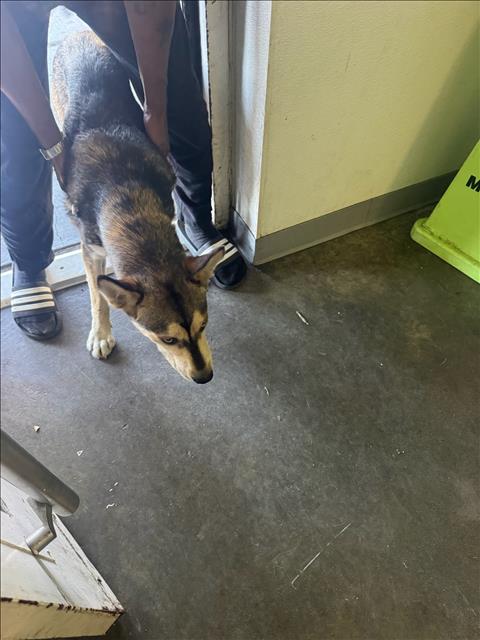 Shelter Stray Male Dog last seen , 1850 W 60th St, Los Angeles, CA 90047, USA