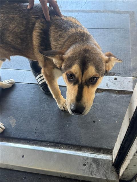 Shelter Stray Male Dog last seen , 1850 W 60th St, Los Angeles, CA 90047, USA