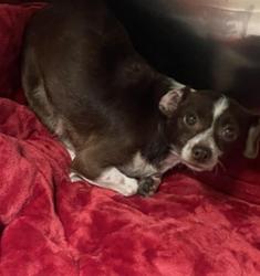 Shelter Stray Female Dog last seen , 14409 Vanowen St, Van Nuys, CA 91405, USA