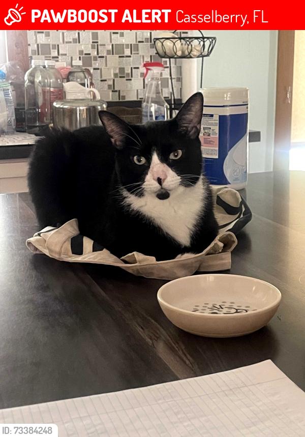 Lost Male Cat last seen Red Bug Lake Park, Casselberry, FL 32707