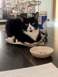 Lost Male Cat last seen Red Bug Lake Park, Casselberry, FL 32707