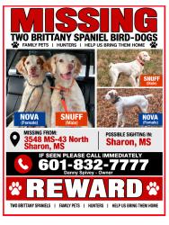 Lost Female Dog last seen Sharon road, Canton, MS 39046