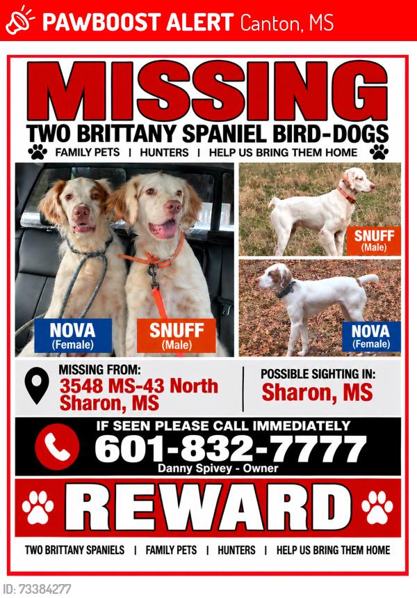 Lost Female Dog last seen Sharon road, Canton, MS 39046