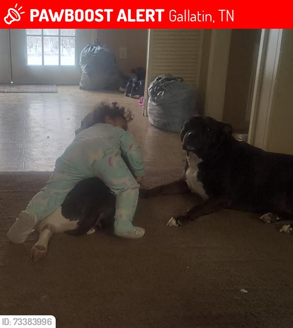 Lost Male Dog last seen Gallatin TN / Howard Elementary, Gallatin, TN 37066