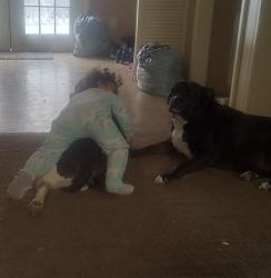 Lost Male Dog last seen Gallatin TN / Howard Elementary, Gallatin, TN 37066