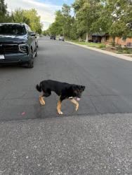 Found/Stray Unknown Dog last seen Florida and Glencoe, Denver, CO 80222