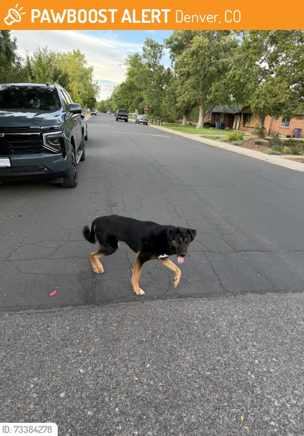 Found/Stray Unknown Dog last seen Florida and Glencoe, Denver, CO 80222