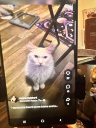 Lost Male Cat last seen Houston, Crockett ln, Stevenson Ranch, CA 91381