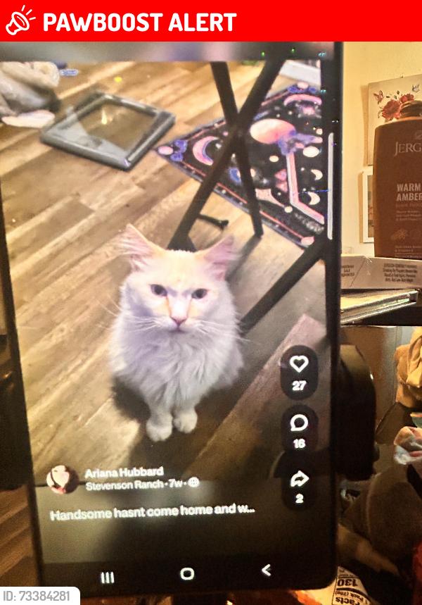 Lost Male Cat last seen Houston, Crockett ln, Stevenson Ranch, CA 91381