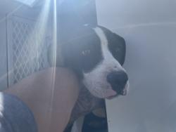 Shelter Stray Male Dog last seen Near BLOCK MORAGA, 227 N D St, Perris, CA 92570, USA