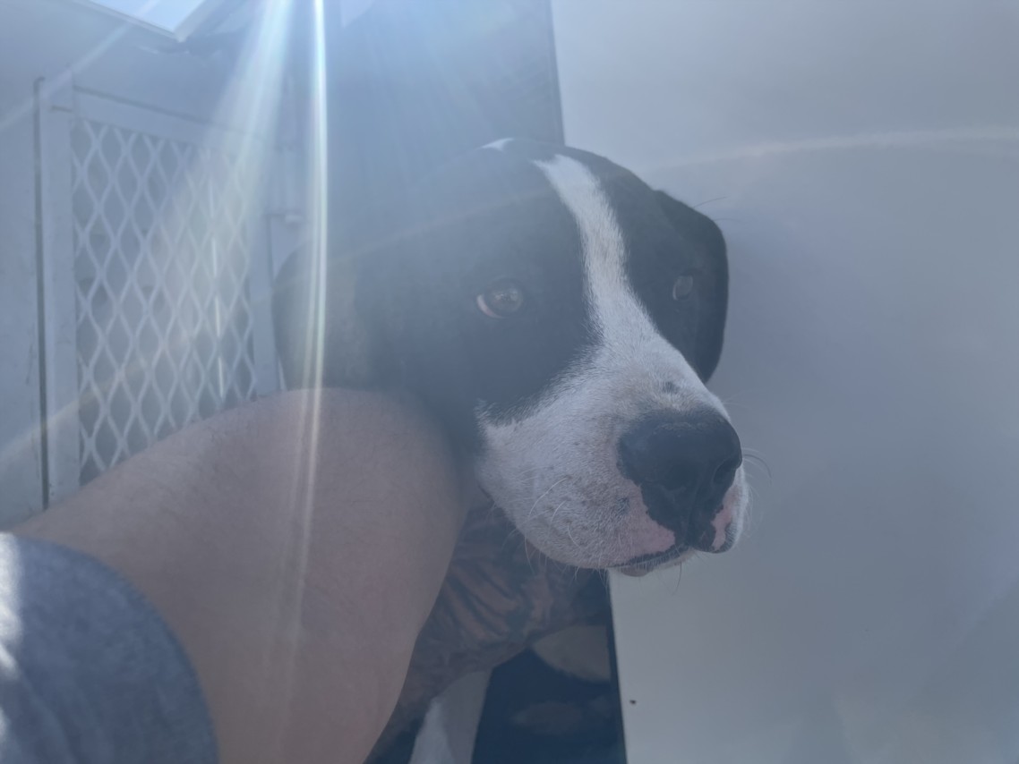 Shelter Stray Male Dog last seen Near BLOCK MORAGA, 227 N D St, Perris, CA 92570, USA