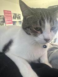 Reunited Male Cat last seen Piercy park and gravina ct/gravina lane, San Jose, CA 95138