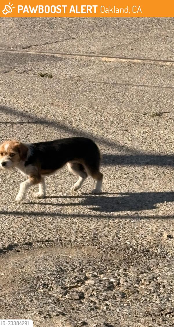 Found/Stray Unknown Dog last seen San Leandro St, Oakland, CA 94603