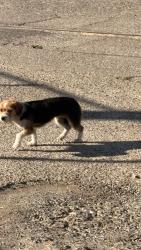 Found/Stray Unknown Dog last seen San Leandro St, Oakland, CA 94603