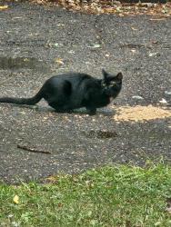 Found/Stray Unknown Cat last seen 99th ave, Coon Rapids, MN 55433