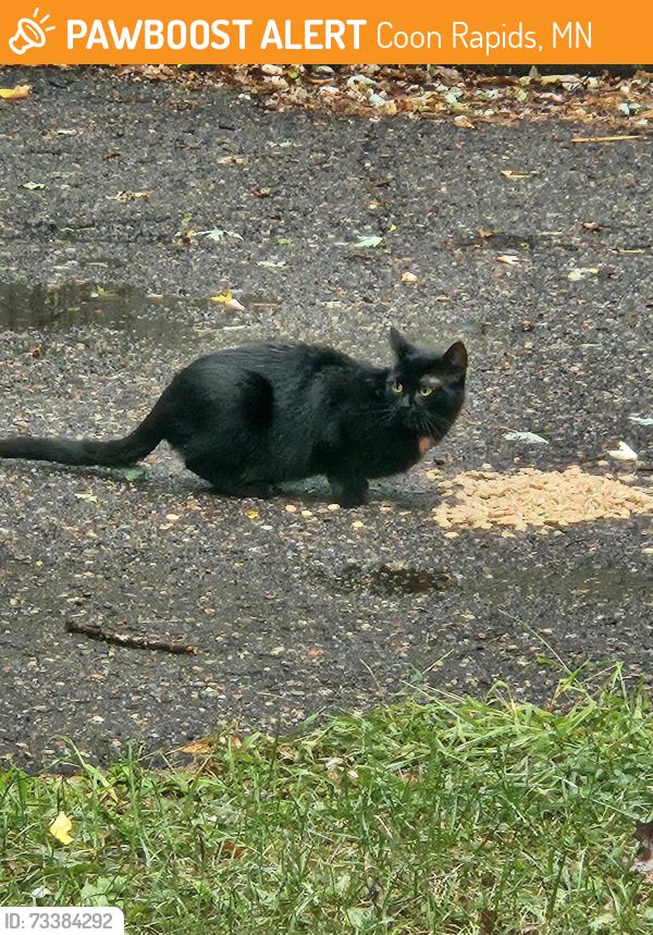 Found/Stray Unknown Cat last seen 99th ave, Coon Rapids, MN 55433