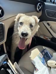 Found/Stray Male Dog last seen Tucson Market place Blv- 36 th street and kino blv, Tucson, AZ 85705