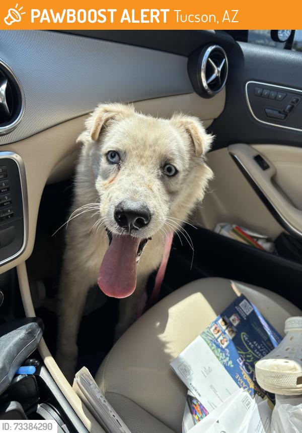 Found/Stray Male Dog last seen Tucson Market place Blv- 36 th street and kino blv, Tucson, AZ 85705