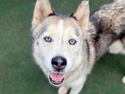 Shelter Stray Female Dog last seen EL MONTE RD, 5821 Sweetwater Rd, Bonita, CA 91902, USA