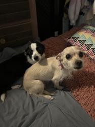 Found/Stray Male Dog last seen fahren park merced, Merced, CA 95341