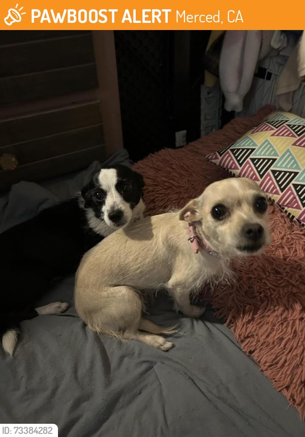 Found/Stray Male Dog last seen fahren park merced, Merced, CA 95341