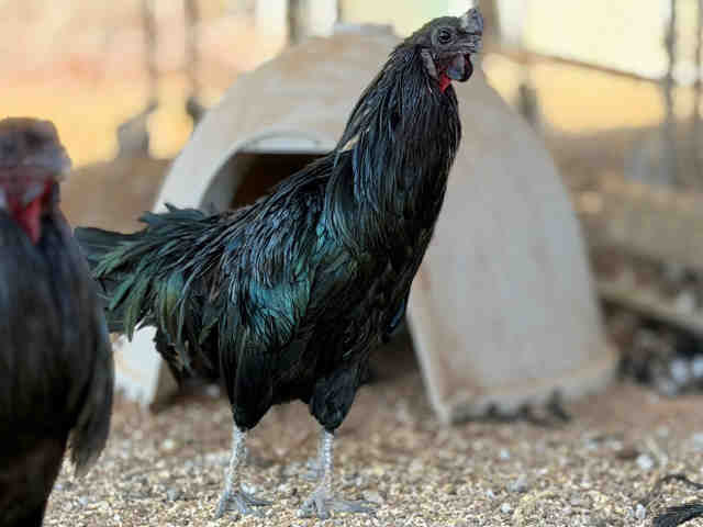 Shelter Stray Male Livestock last seen , 5821 Sweetwater Rd, Bonita, CA 91902, USA