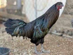 Shelter Stray Male Livestock last seen , 5821 Sweetwater Rd, Bonita, CA 91902, USA