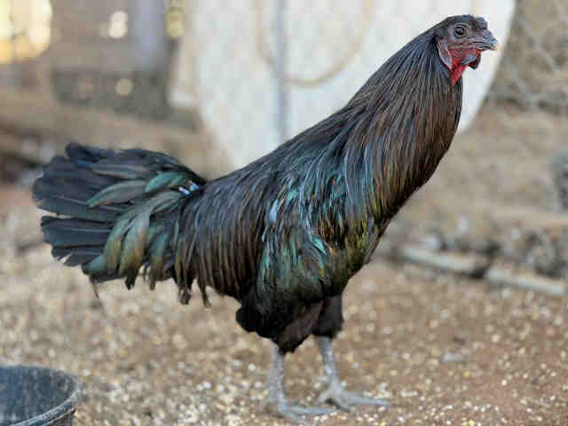 Shelter Stray Male Livestock last seen , 5821 Sweetwater Rd, Bonita, CA 91902, USA