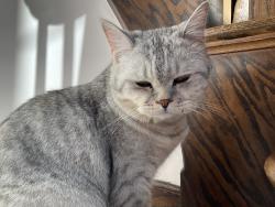 Lost Male Cat last seen Park, Mount Prospect, IL 60056