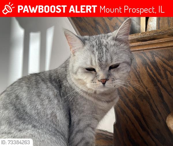 Lost Male Cat last seen Park, Mount Prospect, IL 60056